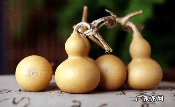 葫芦去皮后留下的疤痕 葫芦有疤痕对风水有影响吗