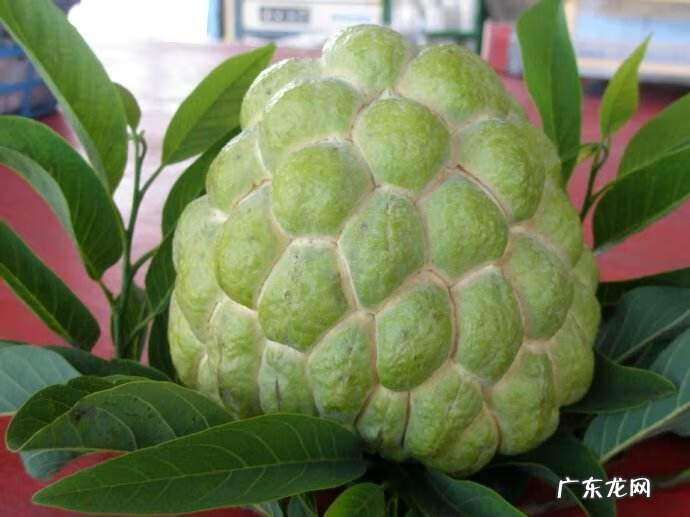 释迦功效和作用及禁忌 释迦果的功效与禁忌果