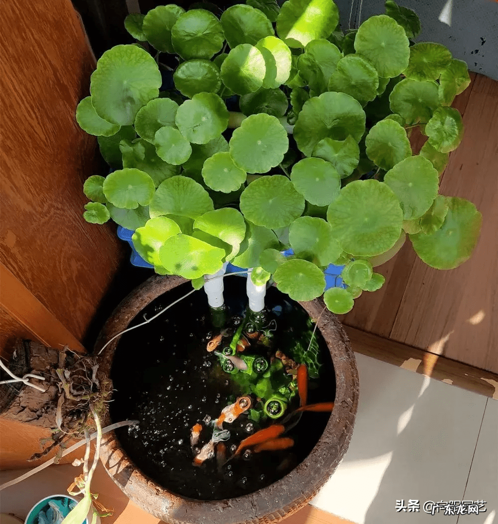 什么物件可以镇宅旺宅 陶瓷风水大缸镇宅