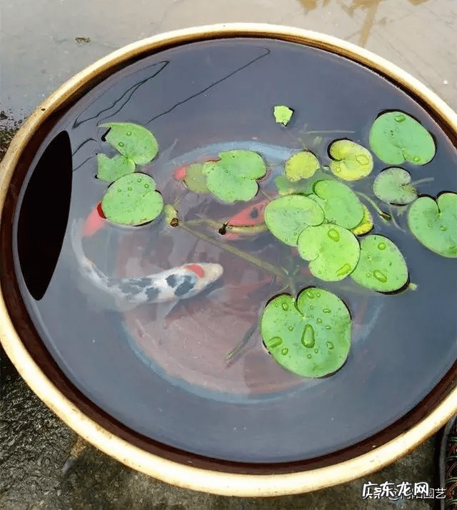 什么物件可以镇宅旺宅 陶瓷风水大缸镇宅