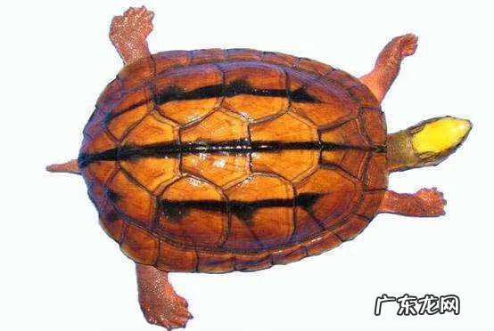 喝乌龟汤有什么好处 喝乌龟汤的好处