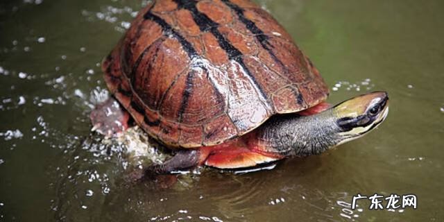 喝乌龟汤有什么好处 喝乌龟汤的好处