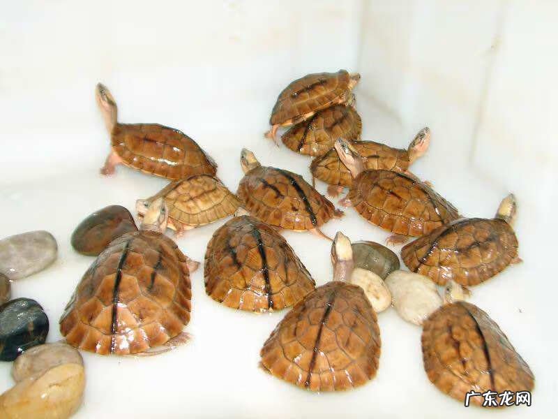 喝乌龟汤有什么好处 喝乌龟汤的好处