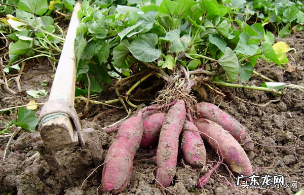 农业种植致富项目 农村养殖种植致富信息