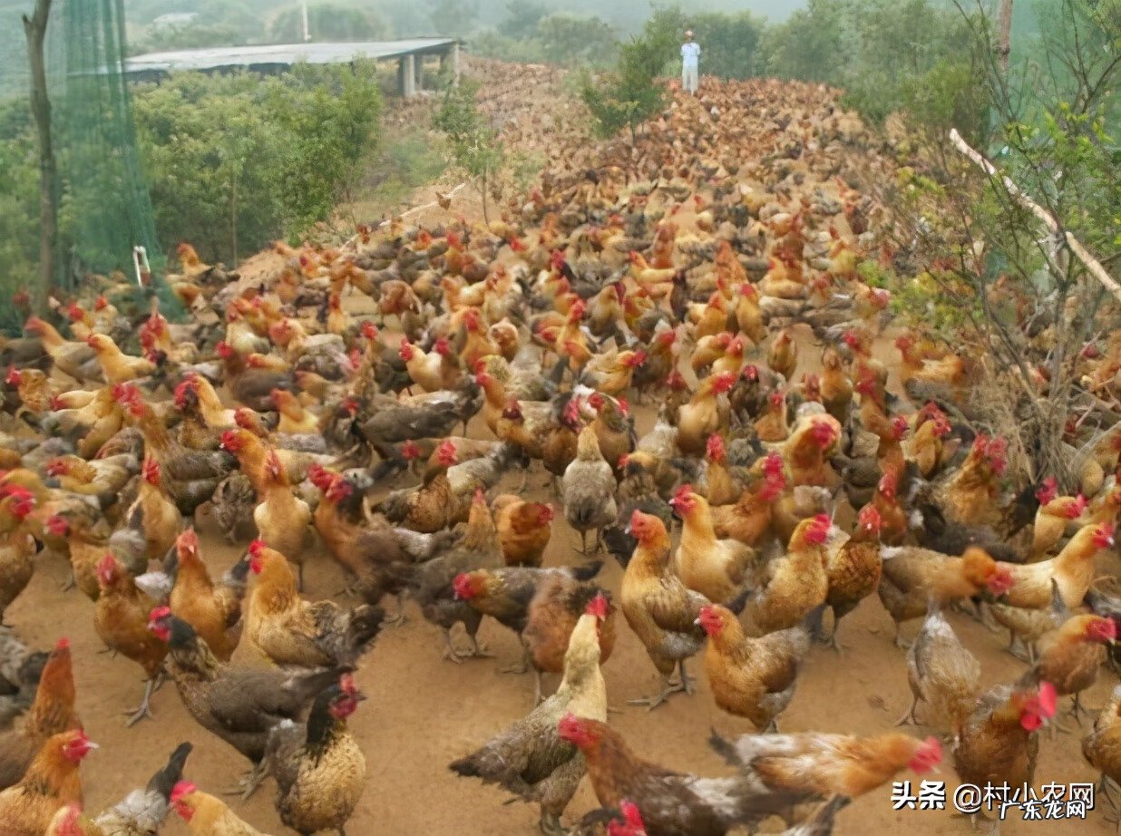 农业种植致富项目 农村养殖种植致富信息