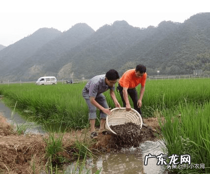 农业种植致富项目 农村养殖种植致富信息