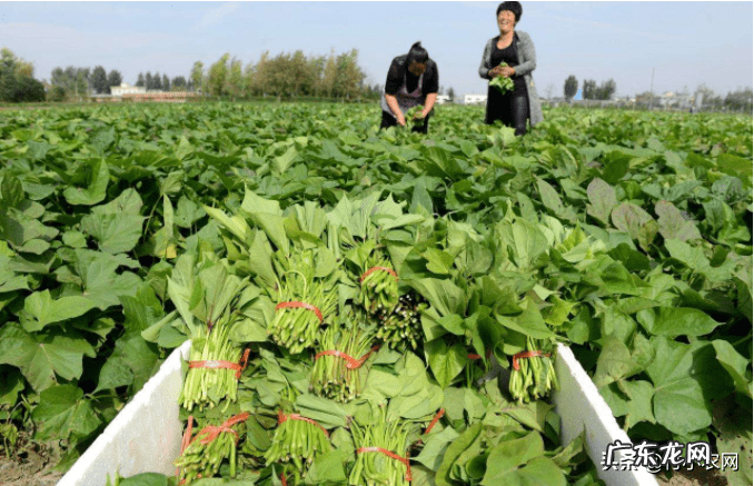 农业种植致富项目 农村养殖种植致富信息