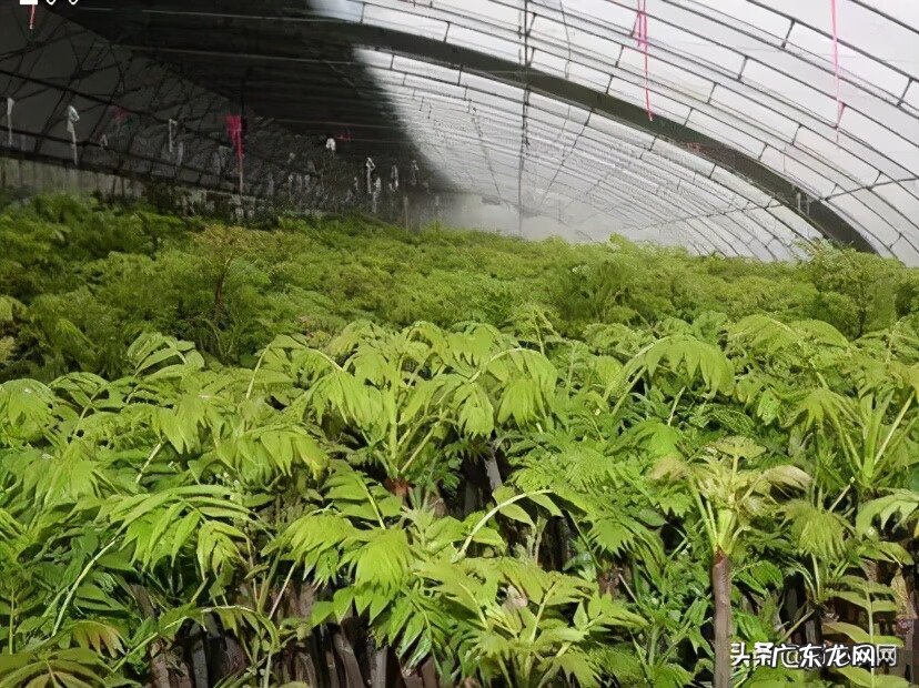 农业种植致富项目 农村养殖种植致富信息