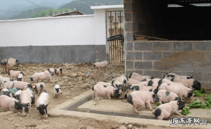 农业种植致富项目 农村养殖种植致富信息