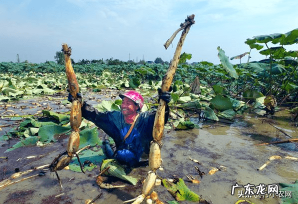 农业种植致富项目 农村养殖种植致富信息