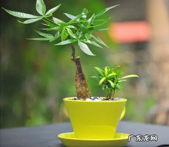 家里养动物的风水 家养什么风水好