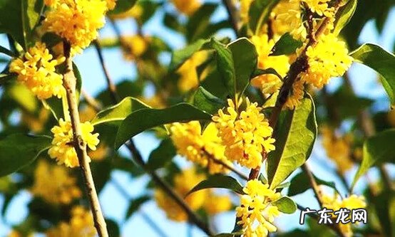 家里养动物的风水 家养什么风水好