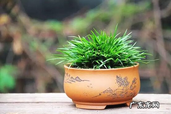 家里养动物的风水 家养什么风水好