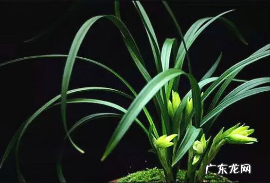 家里养动物的风水 家养什么风水好