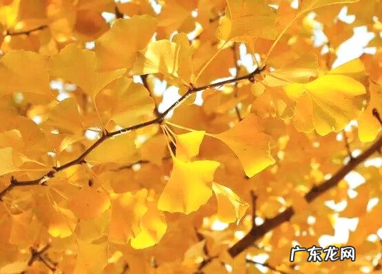 家里养动物的风水 家养什么风水好