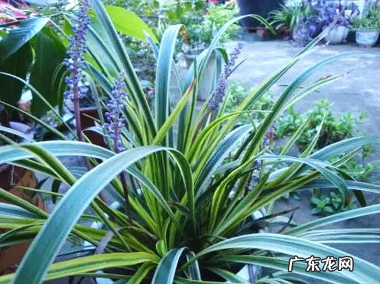 家里养动物的风水 家养什么风水好