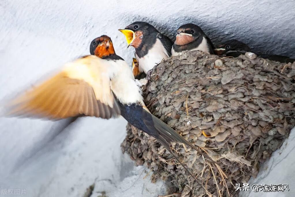 餐桌摆三把椅子有什么说法 一桌三凳风水说法