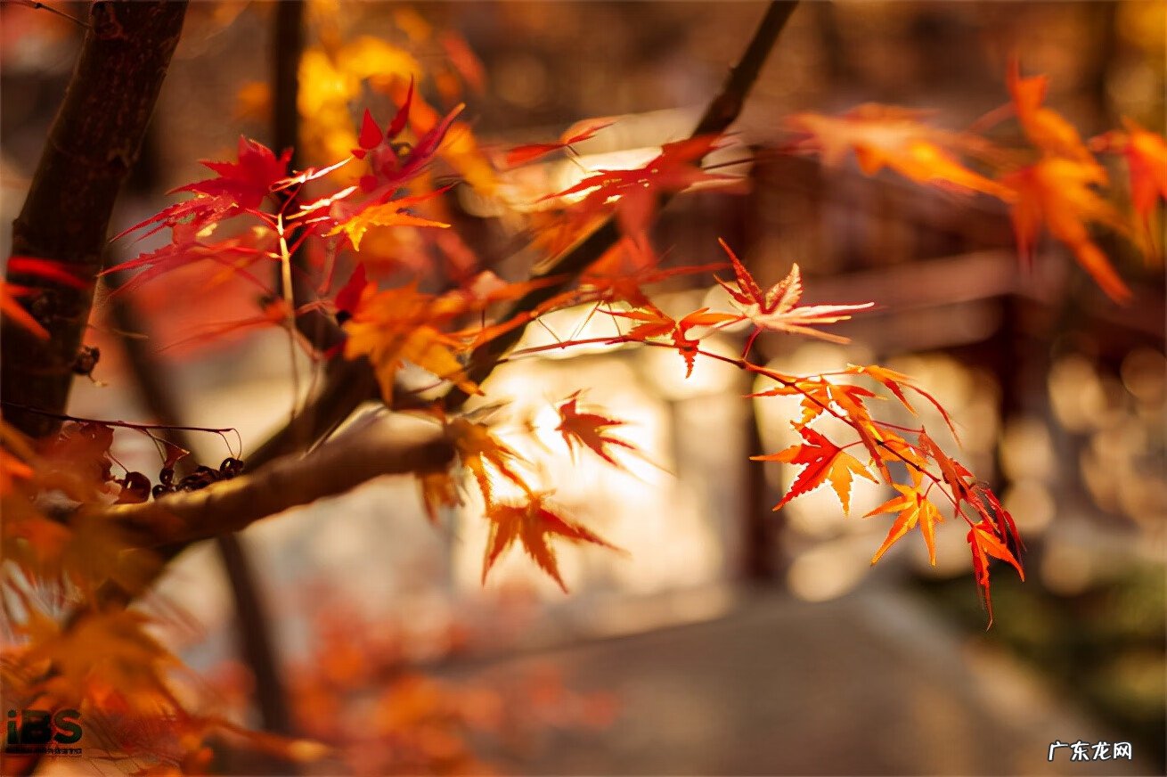 秋天英文怎么写 秋天的英文怎么写