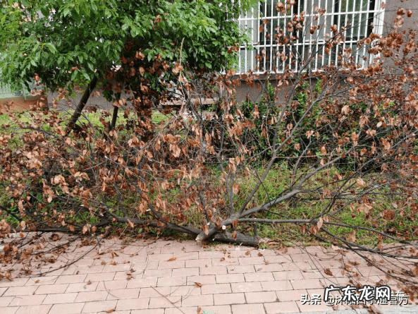 沭阳最高档的小区是哪个 沭阳比较好的小区
