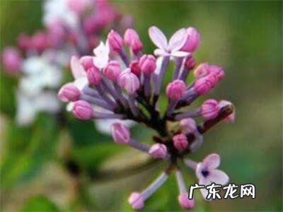 丁香花是啥颜色的呀 丁香花是什么颜色的图片
