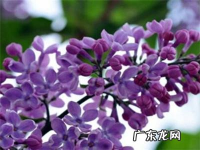 丁香花是啥颜色的呀 丁香花是什么颜色的图片