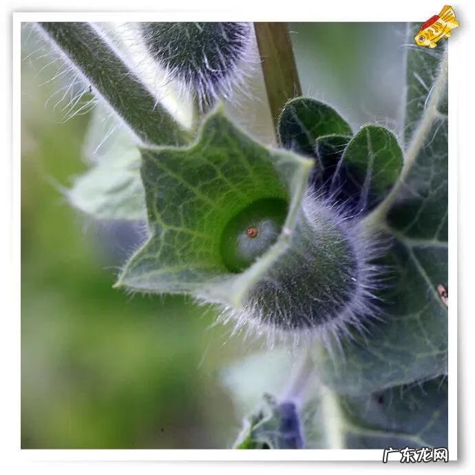 天仙子什么意思 天仙子