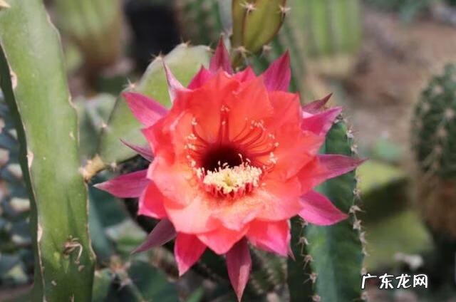 仙人球怎么养 仙人掌怎么养才能开花