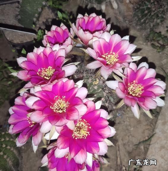 仙人球怎么养 仙人掌怎么养才能开花