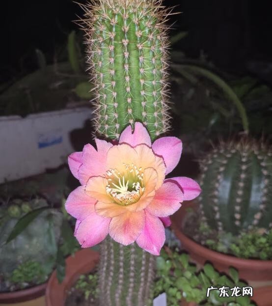 仙人球怎么养 仙人掌怎么养才能开花