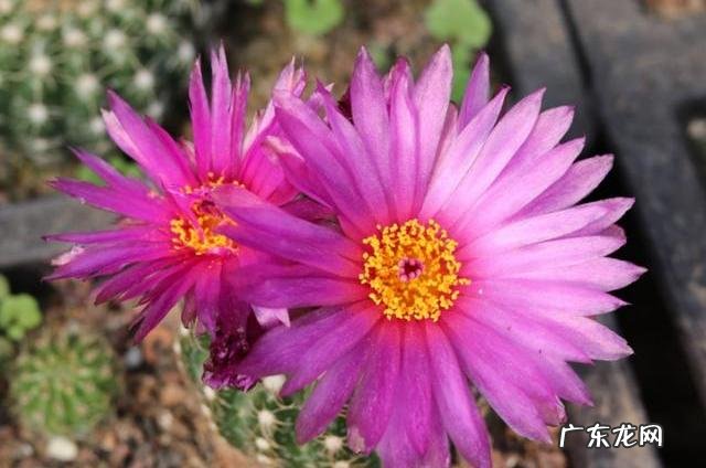 仙人球怎么养 仙人掌怎么养才能开花