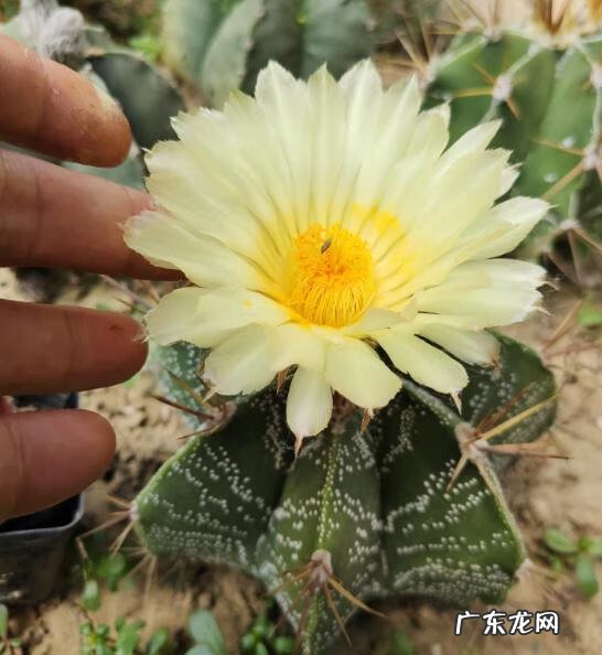 仙人球怎么养 仙人掌怎么养才能开花