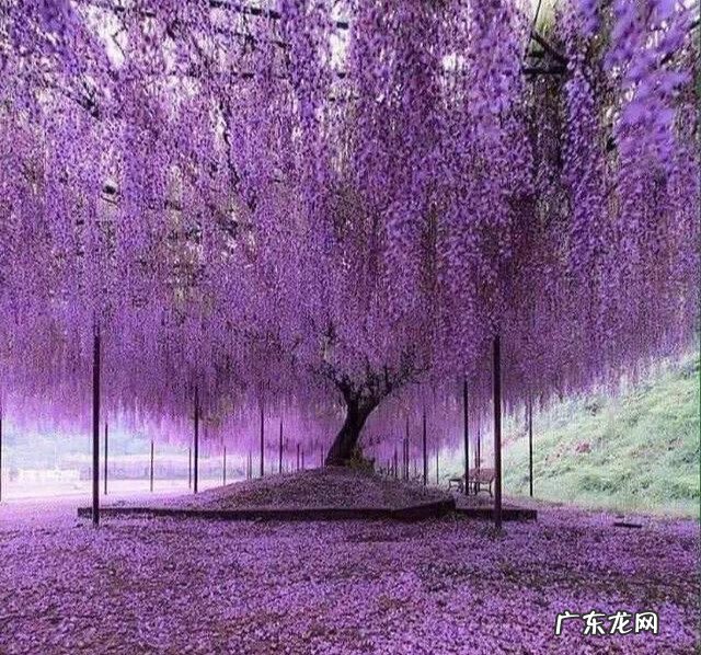 屋后种树风水 家里种树风水