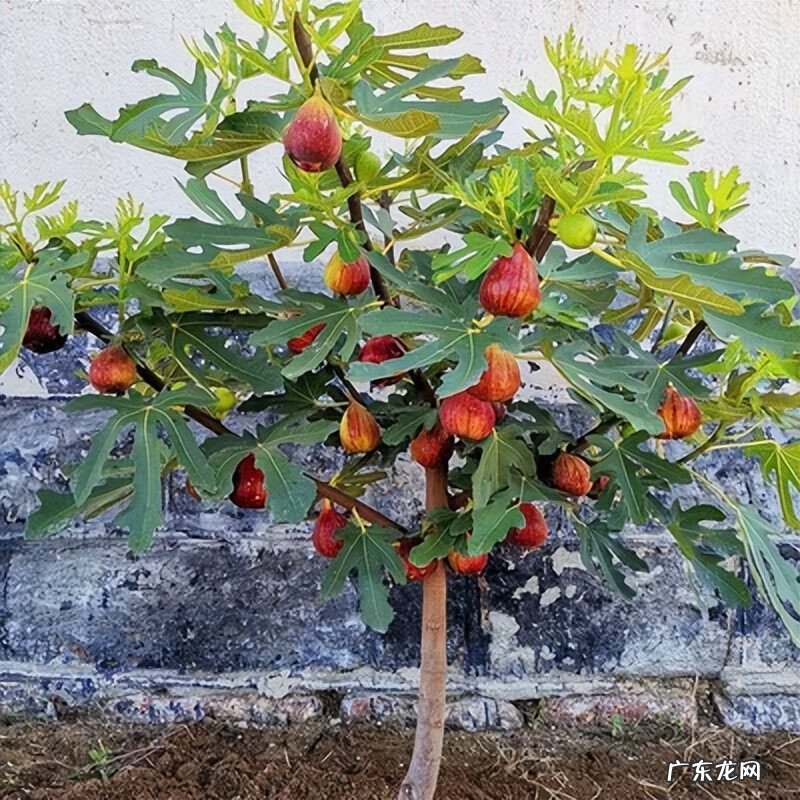 屋后种树风水 家里种树风水