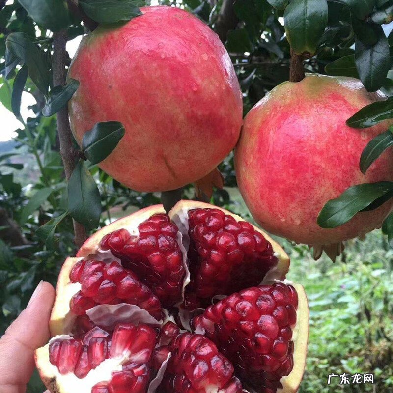 屋后种树风水 家里种树风水
