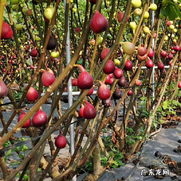 屋后种树风水 家里种树风水