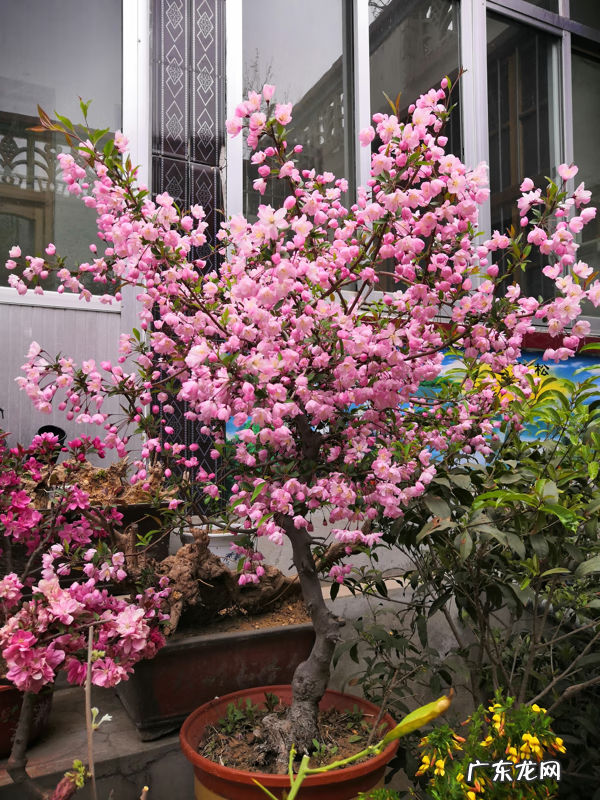 屋后种树风水 家里种树风水