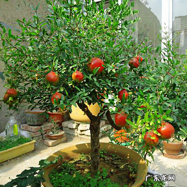 屋后种树风水 家里种树风水