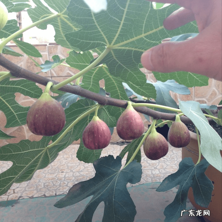 屋后种树风水 家里种树风水