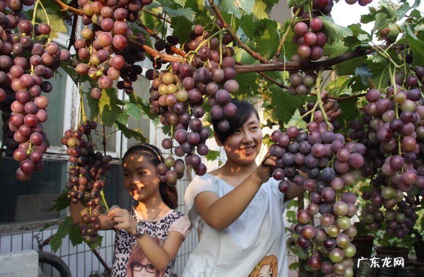 屋后种树风水 家里种树风水