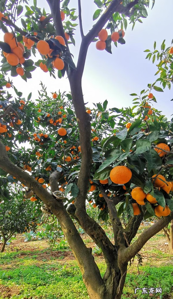 屋后种树风水 家里种树风水