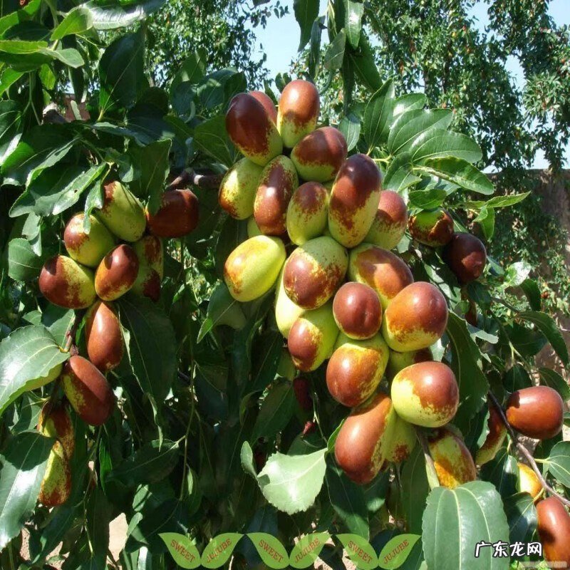 屋后种树风水 家里种树风水