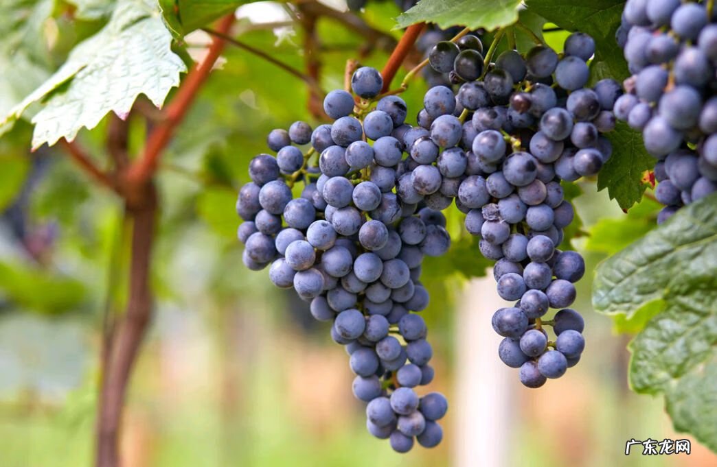 屋后种树风水 家里种树风水