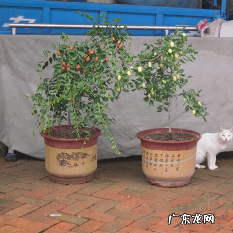 屋后种树风水 家里种树风水