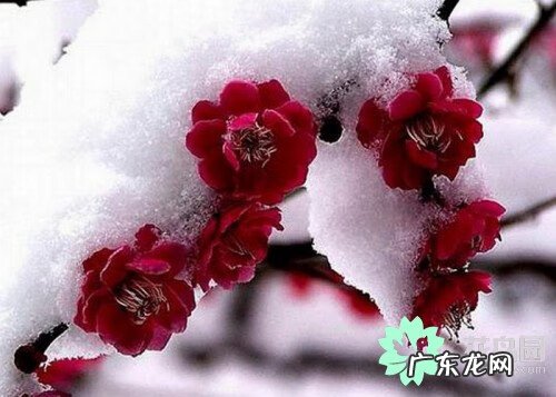 梅花摆在家里面好吗 风水学梅花代表什么