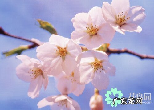 梅花摆在家里面好吗 风水学梅花代表什么