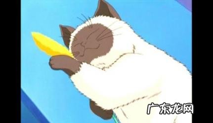 男生把宠物给女生养说明什么 男生把宠物给女生养说明什么心理