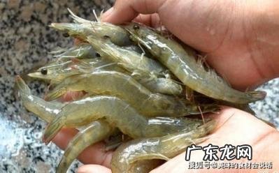 海虾和淡水虾哪个好 海虾和淡水虾的营养价值区别在哪