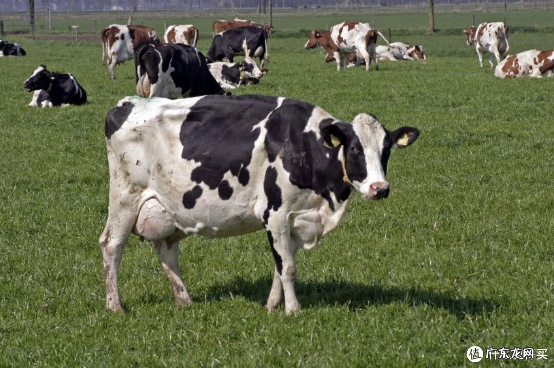 什么奶粉好 哪种奶粉比较好