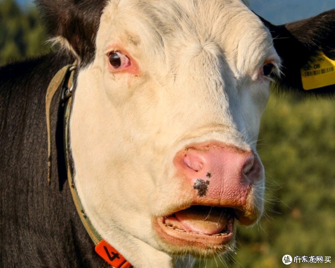 什么奶粉好 哪种奶粉比较好