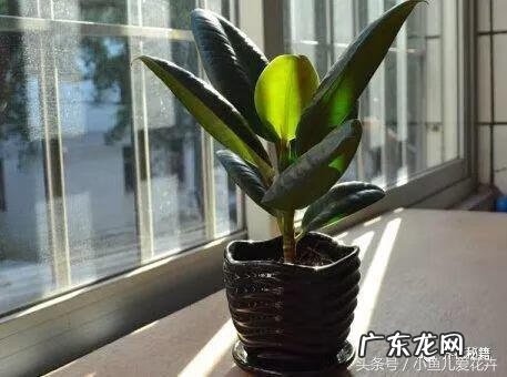 家里养橡皮树的风水